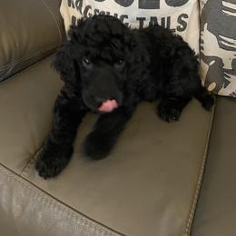 Maggie - Black female Poodle puppy in Mechanicsburg, Pennsylvania from Ashton’s Standards