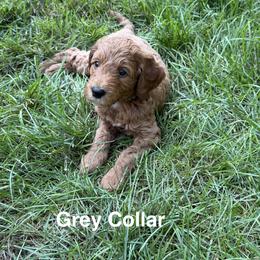 Grey Collar - Red  male Goldendoodle puppy in Landis, North Carolina from Shelbys Doodle Farm