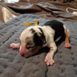 Blossom (Yellow Collar) - Blue merle female Australian Shepherd puppy in Okeechobee, Florida from Rothsolid Puppies