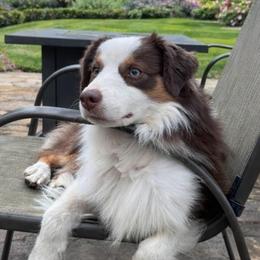 Liam - Red tri-color male Miniature American Shepherd puppy in Rockford, Illinois from Andover Aussies