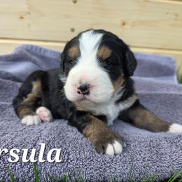 Ursula - Tri-color female Bernedoodle puppy in Blackfoot, Idaho from Draper Mountain Doodles