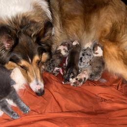 Sumet - Collie