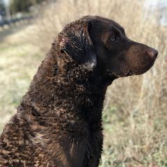 Boykin Spaniels and Chesapeake Bay Retrievers from Big Medicine Kennel