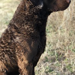 Boykin Spaniels and Chesapeake Bay Retrievers from Big Medicine Kennel