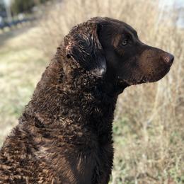 Boykin Spaniels and Chesapeake Bay Retrievers from Big Medicine Kennel