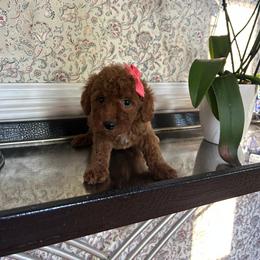 Sandra - Red  female Goldendoodle puppy in Mint Hill, North Carolina from DoodleForever