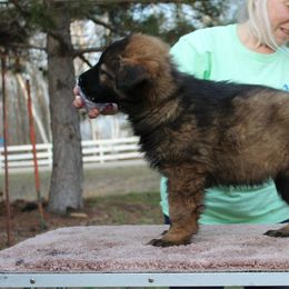 German Shepherd and Great Pyrenees Puppies from Reicherthaus GSD's & Timberbluff's Great Pyrenees