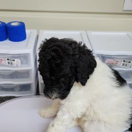 Goldendoodle and Poodle Puppies from Elizabeth Rocha's Doodles