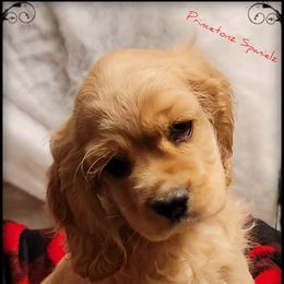 Cocker Spaniel Puppies from -PrincetonzSpanielz-