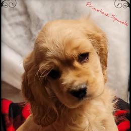 Cocker Spaniel Puppies from -PrincetonzSpanielz-