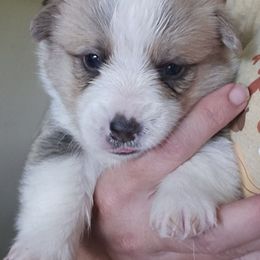 Butterfinger - Red male Pembroke Welsh Corgi puppy in Walnut, Iowa from Michelle's House of Corgi's