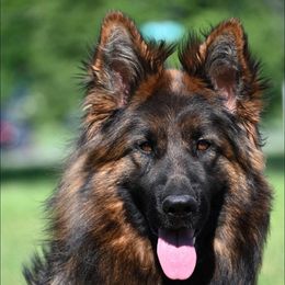 Gabi - Black and red female German Shepherd puppy in Azle, Texas from Nuckol's Canines German Shepherds