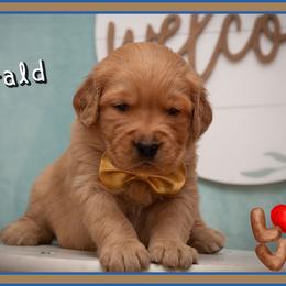 Gerald - Dark golden male Golden Retriever puppy in Driggs, Idaho from SK Golden Retrievers