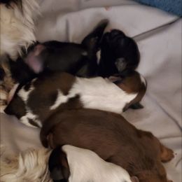 Shih Tzu Puppies from Furever Hometown Shih Tzu