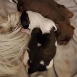 Shih Tzu Puppies from Furever Hometown Shih Tzu