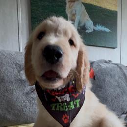 Ms white(yellow) - Trixie - Golden female Golden Retriever puppy in Umatilla, Florida from AT Marvelous Kennels (AKA AT Marvelous Pet Services)
