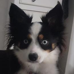 Miniature Australian Shepherds from KHA