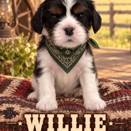Willie - Tri-color male Cavalier King Charles Spaniel puppy in Enid, Oklahoma from Laurel Crown Cavaliers