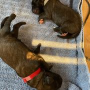 Leonberger Puppies from Invictus Leonbergers