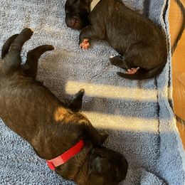 Leonberger Puppies from Invictus Leonbergers