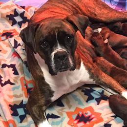 Boxer All Grown Up from Vom Waterfalls