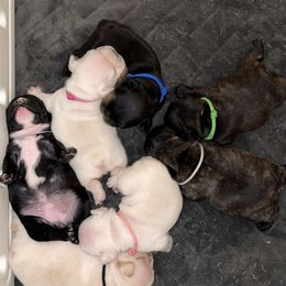 French Bulldog Puppies from JoJo French Bulldogs