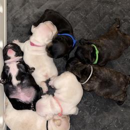 French Bulldog Puppies from JoJo French Bulldogs