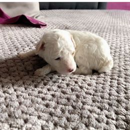 Poodle, Yorkipoo, and Yorkshire Terrier Puppies from Tuts Pups Cafe