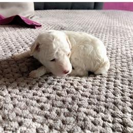 Poodle, Yorkipoo, and Yorkshire Terrier Puppies from Tuts Pups Cafe