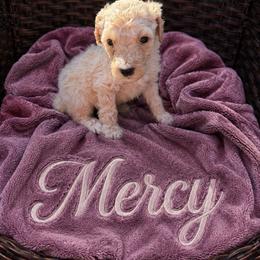 Mercy - Cream female Poodle puppy in Washington, Pennsylvania from Patriotic Poodles