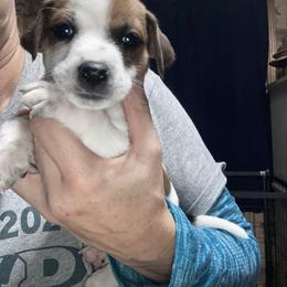 Countess Cecelia - White and tan female Russell Terrier puppy in Missouri from Royal Russells Ranch