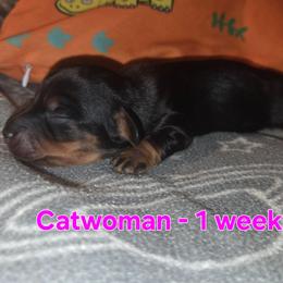 Catwoman - Black and tan female Dachshund puppy in Mobile, Alabama from Mobile Mini Dachshunds