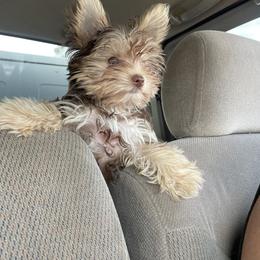 Yorkshire Terrier Puppies from Heart of Georgia Yorkies