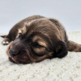 Puppy 2 - Cream male Dachshund puppy in Zebulon, North Carolina from Salt of the Earth Dachshunds