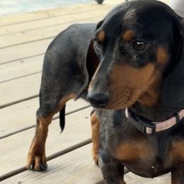 Maple - Dachshund