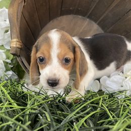 Boy 5 - male Beagle puppy in Katy, Texas from Houston’s Howlin’ Hounds