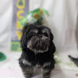 Shih Tzu All Grown Up from Southern Breeze Shihtzus
