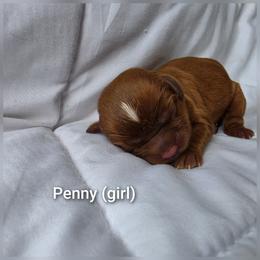 Penny - Ruby female Cavalier King Charles Spaniel puppy in Le Roy, New York from Heirloom Cavaliers