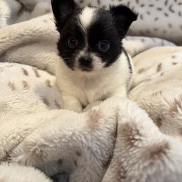 Marshall - Black and white male Chihuahua puppy in New Bedford, Massachusetts from Roark Pack Chihuahua's & Pomsky's