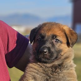 German Shepherd Puppies from Vom Haus Denfors K9
