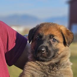 German Shepherd Puppies from Vom Haus Denfors K9