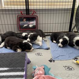 Australian Shepherd Puppies from Crystalbrook Aussies