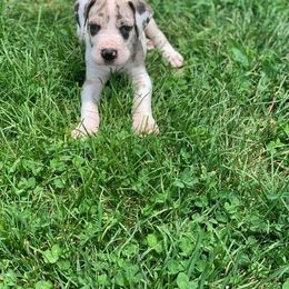 Great Danes from Borealis Danes