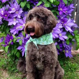 Australian Labradoodles from Cottonwood Labradoodles
