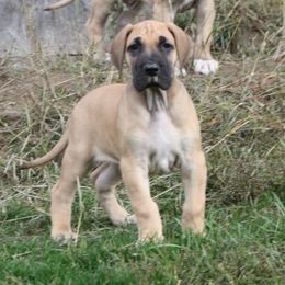 Great Dane Puppies from Dunn Right Ranch