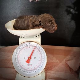 Dilute Retriever and Labradoodle Puppies from Von Bussler Labradoodles & Retrievers