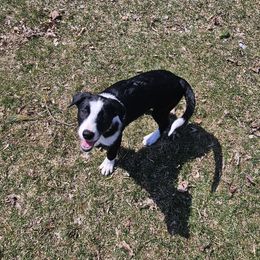 Falcon - Black Border Collie puppy in White Lake, Wisconsin from Rising Moon Border Collies