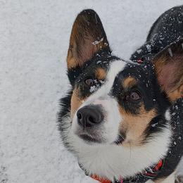Pembroke Welsh Corgis from Whispering Willows Corgis