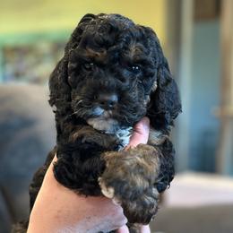 Duke - Black white and tan Cockapoo puppy in Mena, Arkansas from Ouachita River Cockapoos