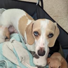 Dachshund Puppies from Ferrario Dachshunds